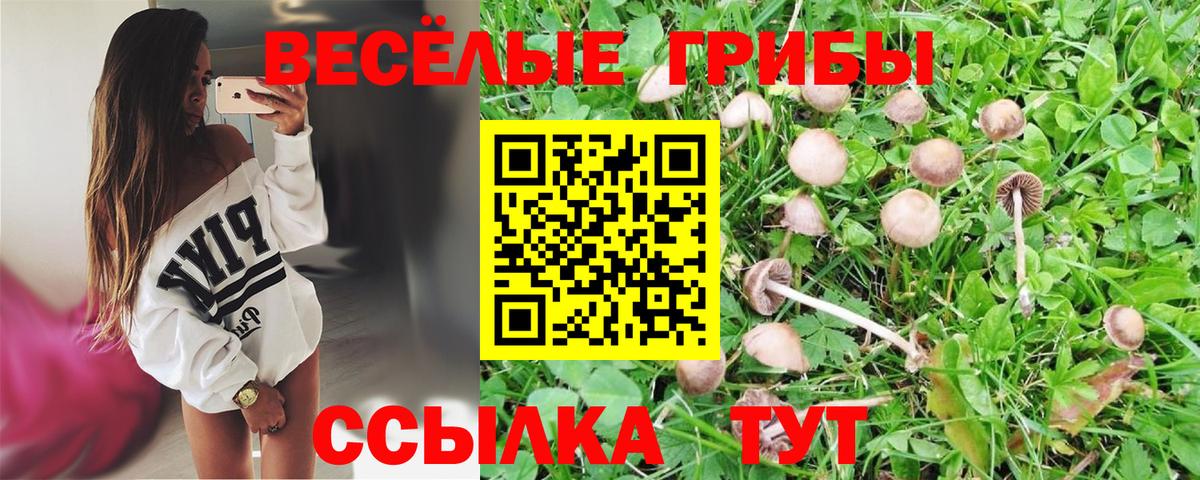 Псилоцибиновые грибы Psilocybe  Вход с VPN  Псилоцибиновые грибы Psilocybine cubensis  Елабуга 